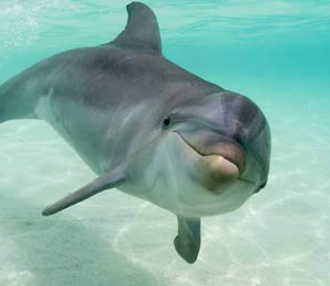 Puerto Vallarta Dolphin Programs