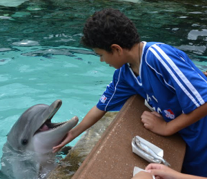 Private Dolphin Programs