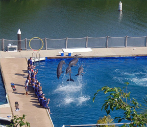 Vallarta Dolphin Center